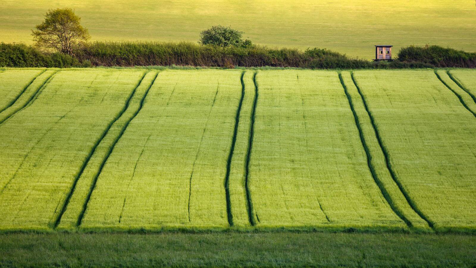 GRASS FIELD